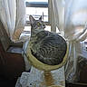 Gracie joined the competition — help win amazing prizes! animal, cat, cat_bed, cat_tree, cozy, curious, curtains, domestic, feline, furniture, home, indoor, light, looking_outside, pet, relaxed, resting, sunlight, tabby_cat, window
