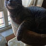 Gracie joined the competition — help win amazing prizes! animal, cat, cat_tree, closeup, cozy, curious, feline, fur, grey_cat, home, indoor, natural_light, perch, pet, portrait, relaxed, resting, soft_light, whiskers, window