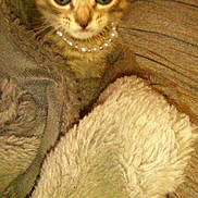Gracie is registered to the contest to win money with this photo: animal, blanket, cat, cozy, cute, cute_eyes, domestic_cat, fur, indoor, kitten, mammal, necklace, pearls, pet, resting, small, snuggled, soft, tabby, young