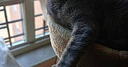 Gracie is registered to the contest to win money with this photo: animal, cat, cat_tree, cozy, curtains, domestic_animal, feline, fur, gray_cat, home, indoor, paw, pet, relaxed, resting, soft_furniture, stretching, sunlight, whiskers, window