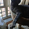animal, cat, cat_tree, cozy, curtains, domestic_animal, feline, fur, gray_cat, home, indoor, paw, pet, relaxed, resting, soft_furniture, stretching, sunlight, whiskers, window