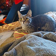 Gracie joined the competition — help win amazing prizes! cat, tabby_cat, yellow_eyes, bed, blanket, cushion, indoor, cozy, furniture, resting, pet, animal, soft_texture, curious, feline, close_up, home, warm_lighting, relaxation, comfort