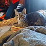 cat, tabby_cat, yellow_eyes, bed, blanket, cushion, indoor, cozy, furniture, resting, pet, animal, soft_texture, curious, feline, close_up, home, warm_lighting, relaxation, comfort
