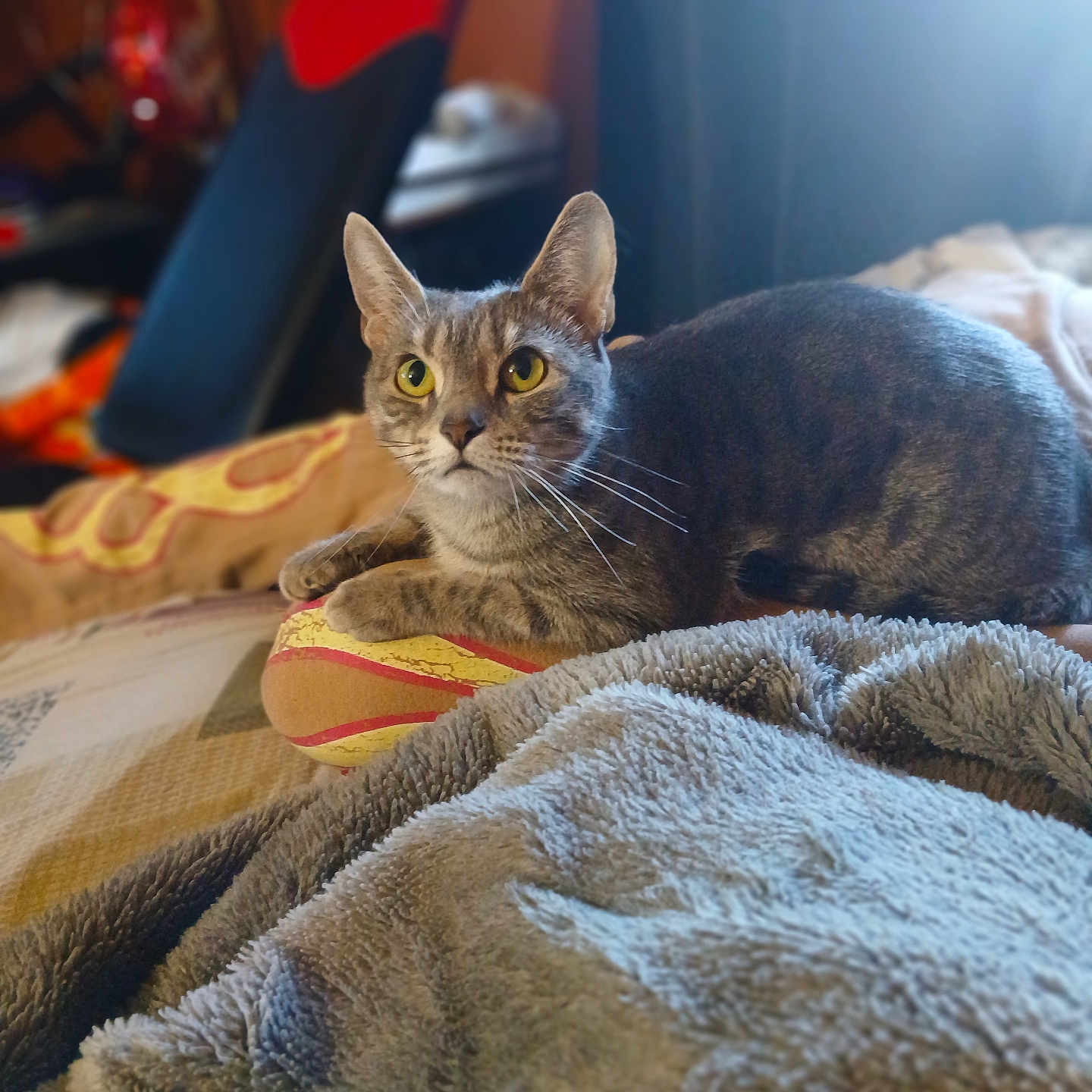 Gracie joined the competition — help win amazing prizes! cat, tabby_cat, yellow_eyes, bed, blanket, cushion, indoor, cozy, furniture, resting, pet, animal, soft_texture, curious, feline, close_up, home, warm_lighting, relaxation, comfort