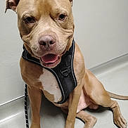 Bubba is registered to the contest to win money with this photo: dog, canine, pet, brown_dog, sitting, harness, indoor, floor, smiling, friendly, closeup, animal, leash, white_patch, ears, paw, tail, looking_at_camera, domestic_animal, companion