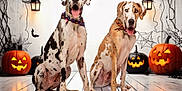 Mayhem is registered to the contest to win money with this photo: animal, bandana, bat, cute, decoration, dog, festive, floor, great_dane, halloween, holiday, indoor, jack_o_lantern, lantern, pet, portrait, pumpkin, sitting, spider_web, tongue_out