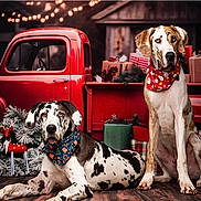 Mayhem is registered to the contest to win money with this photo: animal, bandana, celebration, christmas, decor, dog, festive, floor, gift, great_dane, holiday, holiday_season, indoors, lying_down, pets, plaid, red_truck, sitting, vintage, wreath