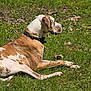 Mayhem is registered to the contest to win money with this photo: animal, brown_and_white, canine, collar, daylight, dog, ears, fur, grass, laying_down, mammal, nature, outdoor, peaceful, pet, quiet, relaxing, side_view, snout, sunlight