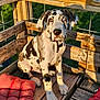 dog, puppy, great_dane, heterochromia, wooden_bench, red_cushion, outdoor, sunlight, shadow, fence, pet, animal, sitting, cute, young, fur, ears, nose, collar, nature