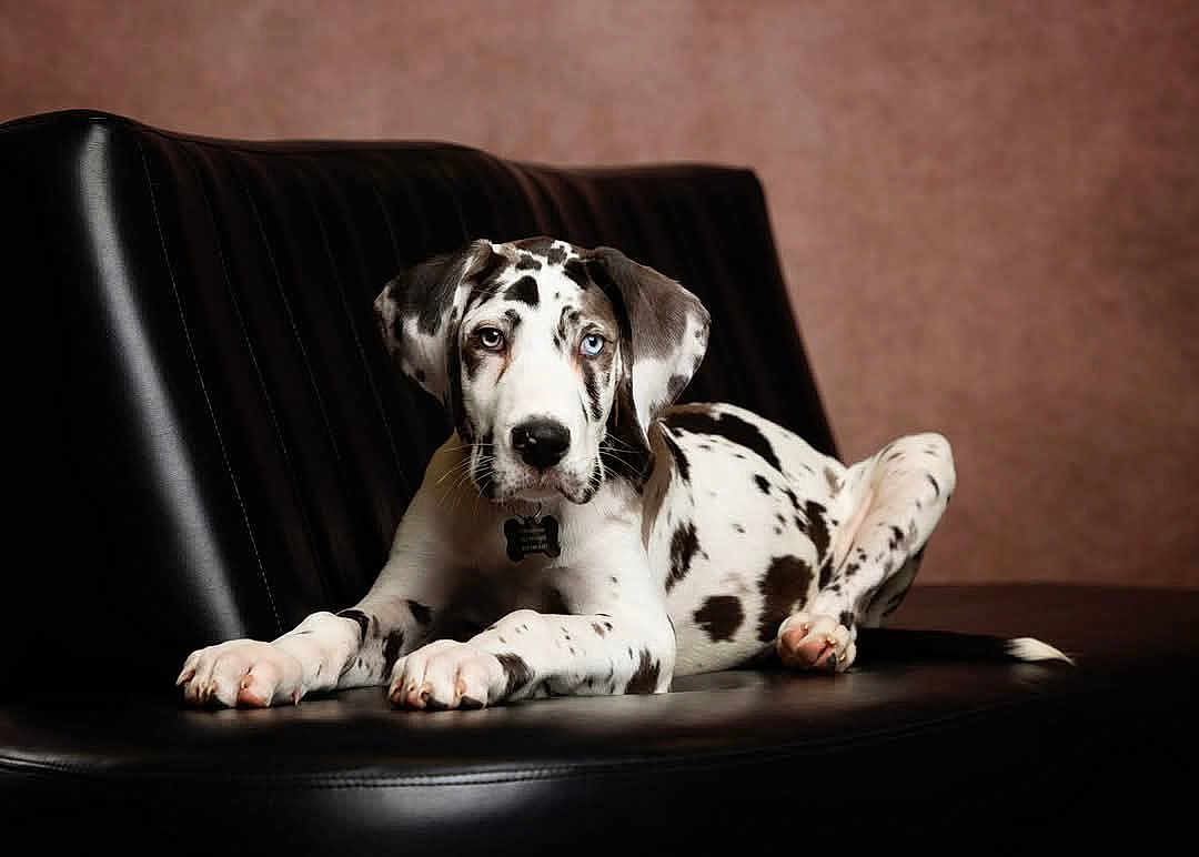 Chaos is registered to the contest to win money with this photo: dog, great_dane, puppy, black_and_white, blue_eye, brown_eye, leather_couch, indoor, pet, animal, spotted_coat, laying_down, portrait, mammal, domestic_animal, furniture, relaxed, cute, young, one_eye_different_color