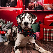 Chaos is registered to the contest to win money with this photo: great_dane, dog, bandana, christmas, holiday, gift_boxes, red_truck, wooden_floor, decorations, plaid_pillow, pine_cones, festive, indoor, pet, portrait, animal, relaxed, winter, seasonal, background