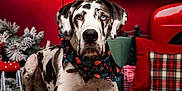 Chaos is registered to the contest to win money with this photo: animal, background, bandana, christmas, decorations, dog, festive, gift_boxes, great_dane, holiday, indoor, pet, pine_cones, plaid_pillow, portrait, red_truck, relaxed, seasonal, winter, wooden_floor