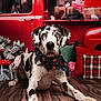 great_dane, dog, bandana, christmas, holiday, gift_boxes, red_truck, wooden_floor, decorations, plaid_pillow, pine_cones, festive, indoor, pet, portrait, animal, relaxed, winter, seasonal, background