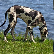 Chaos is registered to the contest to win money with this photo: animal, canine, collar, daylight, dog, grass, great_dane, greenery, lake, mammal, nature, outdoor, peaceful, pet, quiet, side_view, sniffing, spotted, sunny, water