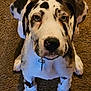 Chaos is registered to the contest to win money with this photo: dog, puppy, canine, pet, spotted, sitting, carpet, indoor, looking_up, ears, paws, collar, adorable, fur, muzzle, cute, animal, young, domestic, friendly