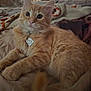 animal_portrait, bed, blanket, cat, close_up, collar, cozy, cute, domestic_animal, feline, fur, ginger_cat, indoor, kitten, pet, relaxed, sleepy, soft_texture, whiskers, young_cat