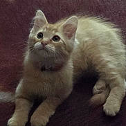 Eddie is registered to the contest to win money with this photo: animal, carpet, cat, collar, curious, cute, domestic_animal, ears, feline, fluffy, indoor, kitten, looking_up, lying_down, orange_cat, paws, pet, soft_fur, whiskers, young_cat