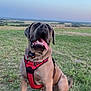dog, canine, pet, animal, mammal, grass, outdoor, field, harness, happy, tongue_out, sitting, nature, sky, dusk, playful, brown_dog, large_dog, friendly, smiling