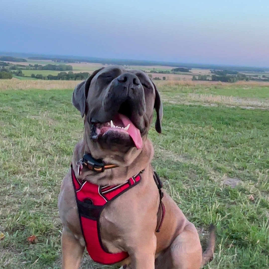 Valhalla participe au concours pour gagner de l'argent avec cette photo : animal, brown_dog, canine, dog, dusk, field, friendly, grass, happy, harness, large_dog, mammal, nature, outdoor, pet, playful, sitting, sky, smiling, tongue_out