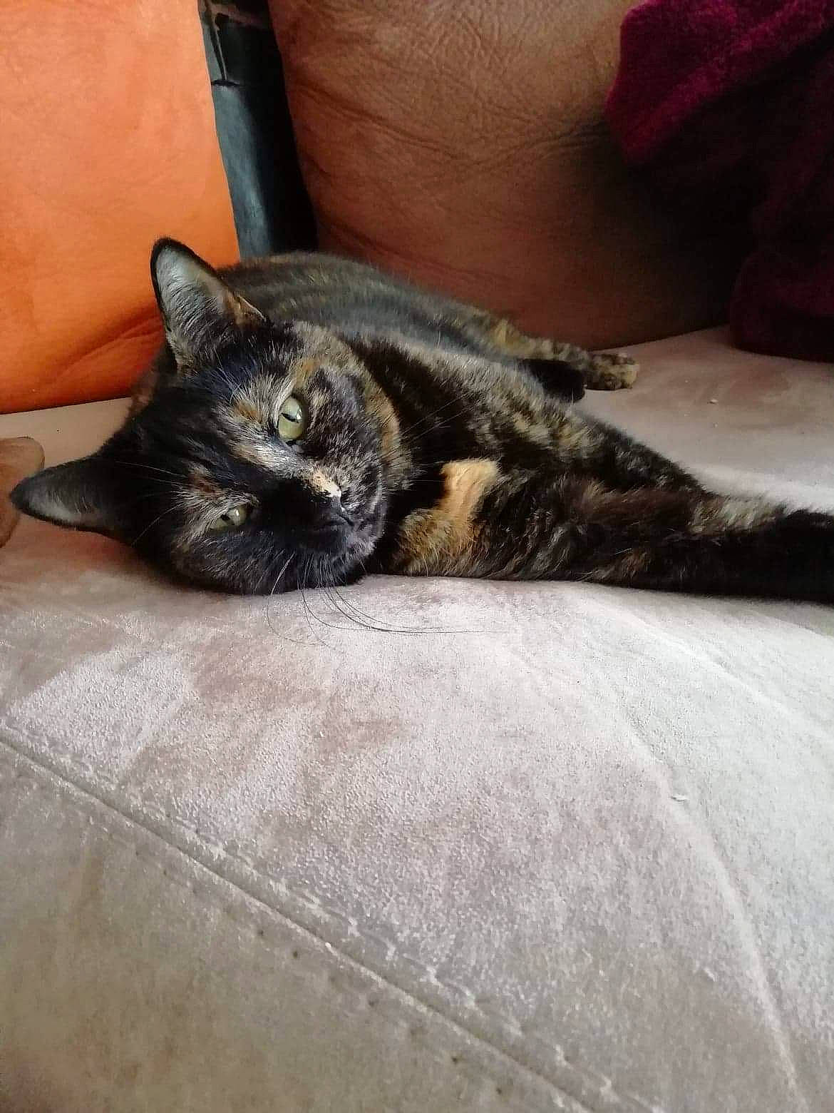 Noche participe au concours pour gagner de l'argent avec cette photo : american_shorthair, asian, carnivore, cat, claw, domestic_short_haired_cat, dragon_li, european_shorthair, felidae, fur, kitten, mammal, nap, paw, polydactyl_cat, sleep, small_to_medium_sized_cats, snout, tabby_cat, whiskers