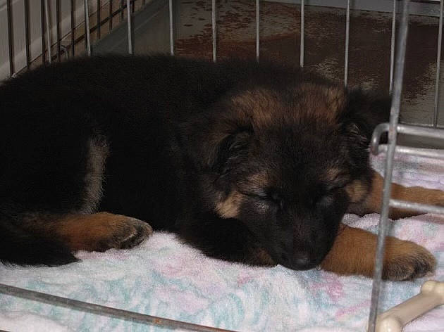 Roni joined the competition — help win amazing prizes! animal_shelter, canidae, carnivore, comfort, companion_dog, dog, dog_breed, fawn, fence, fur, guard_dog, liver, nap, paw, pet_supply, snout, sporting_group, terrestrial_animal, toy_dog, working_animal