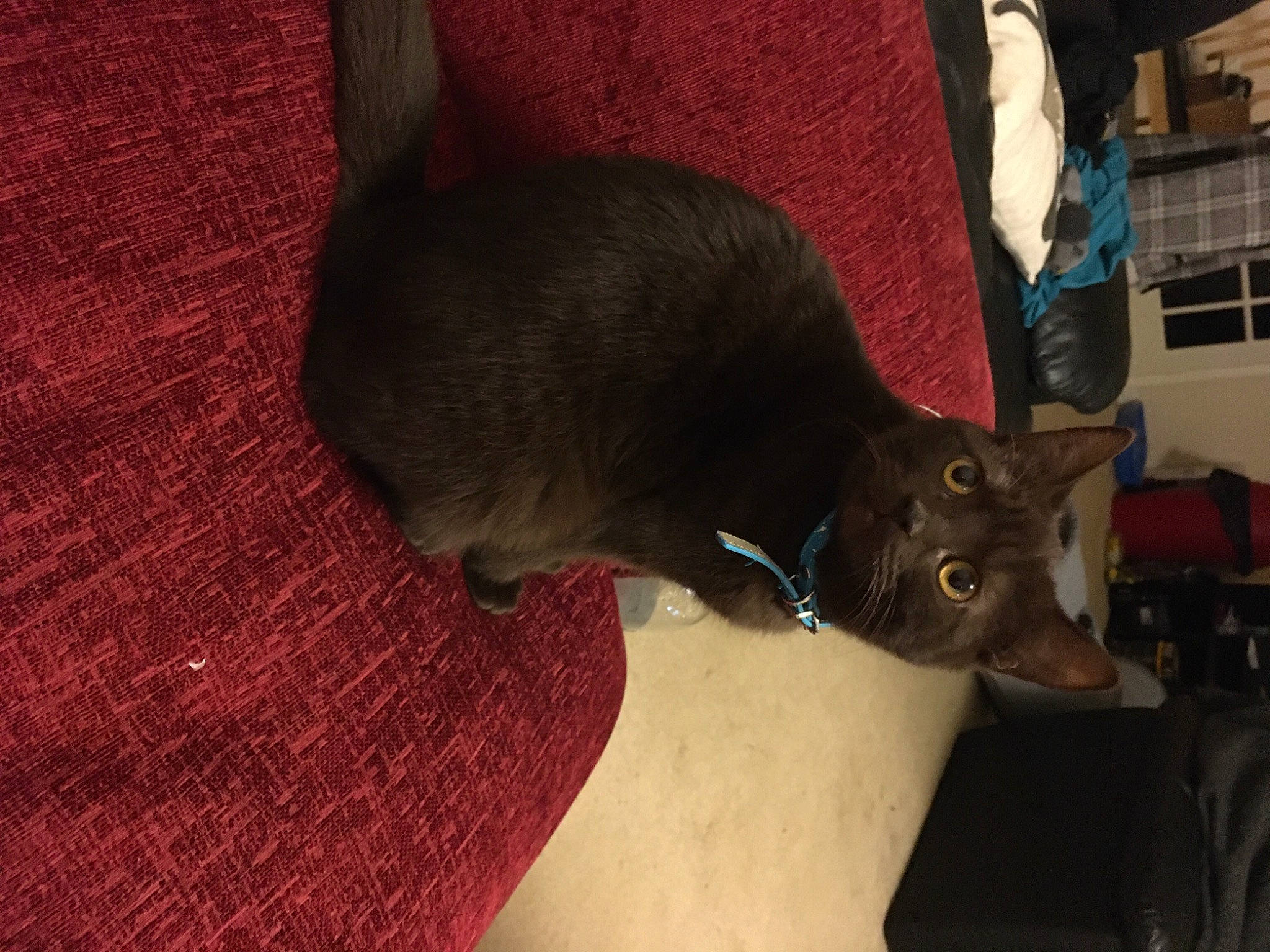 Colin is registered to the contest to win money with this photo: black_cat, canidae, carnivore, cat, comfort, dog_breed, domestic_short_haired_cat, ear, fashion_accessory, fawn, felidae, flooring, fur, havana_brown, small_to_medium_sized_cats, snout, sporting_group, tail, whiskers, wood