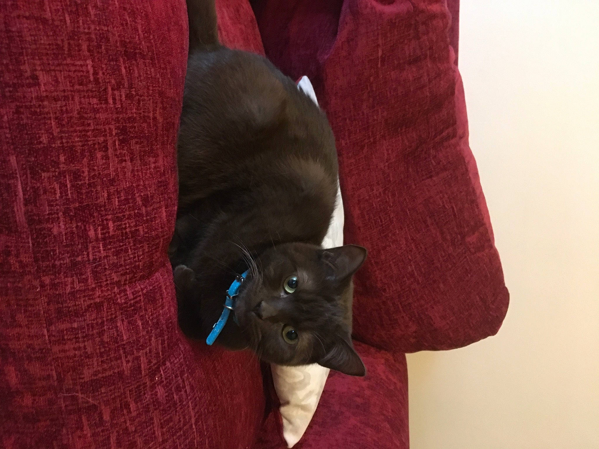 Colin is registered to the contest to win money with this photo: black_cat, carnivore, cat, collar, domestic_short_haired_cat, electric_blue, fashion_accessory, fawn, felidae, fur, gesture, grey, magenta, mammal, pattern, sleeve, small_to_medium_sized_cats, t_shirt, vertebrate, whiskers