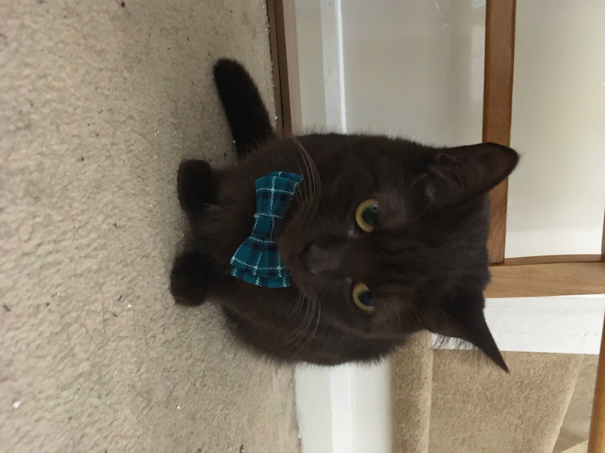 Colin joined the competition — help win amazing prizes! black_cat, bombay, carnivore, cat, cat_supply, claw, domestic_short_haired_cat, electric_blue, felidae, flooring, fur, grey, paw, small_to_medium_sized_cats, snout, tail, whiskers, window, wool, woolen