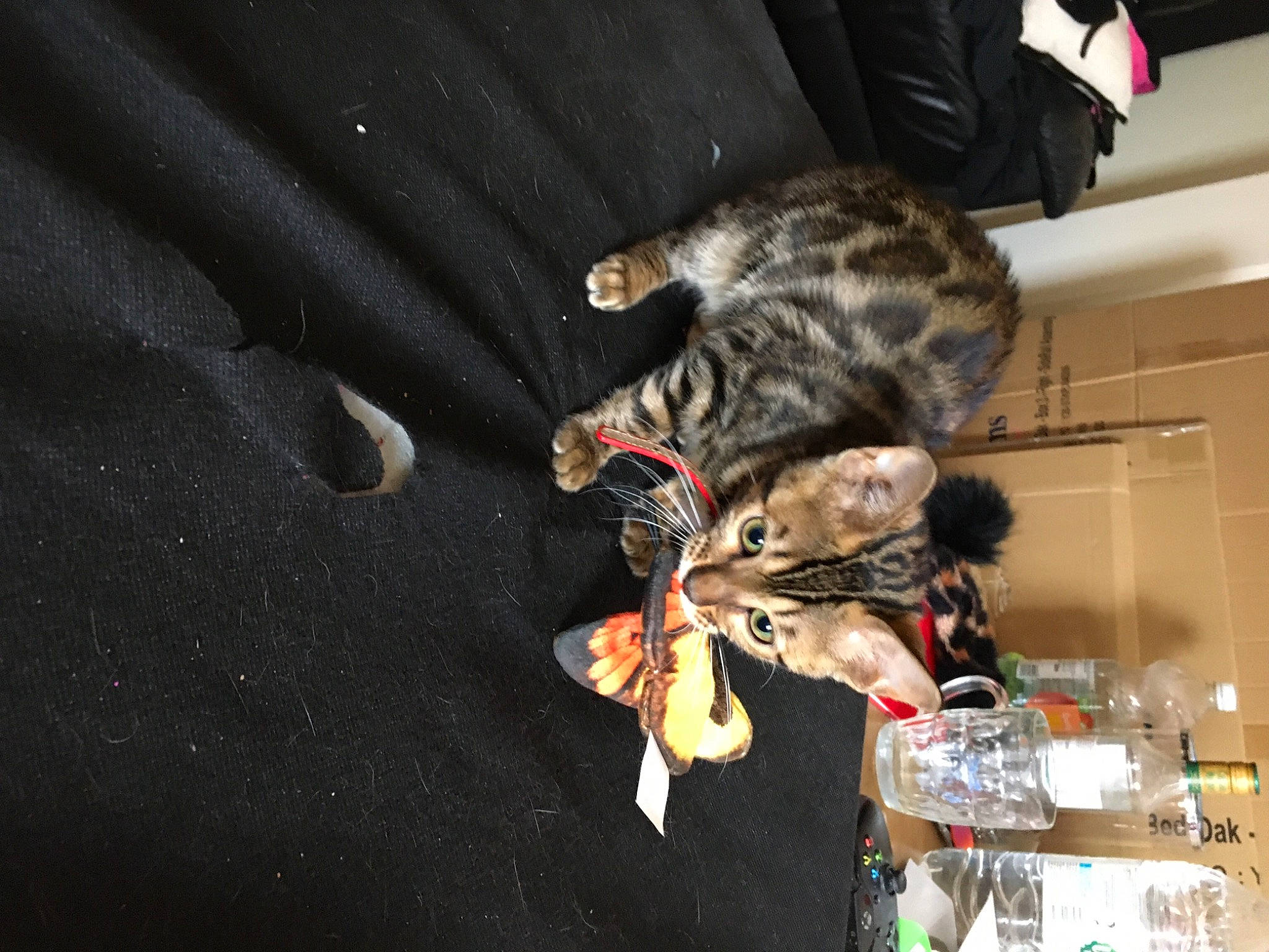 Freddy joined the competition — help win amazing prizes! carnivore, cat, claw, darkness, dog_breed, domestic_short_haired_cat, event, felidae, fur, guitar, room, small_to_medium_sized_cats, tail, terrestrial_animal, whiskers