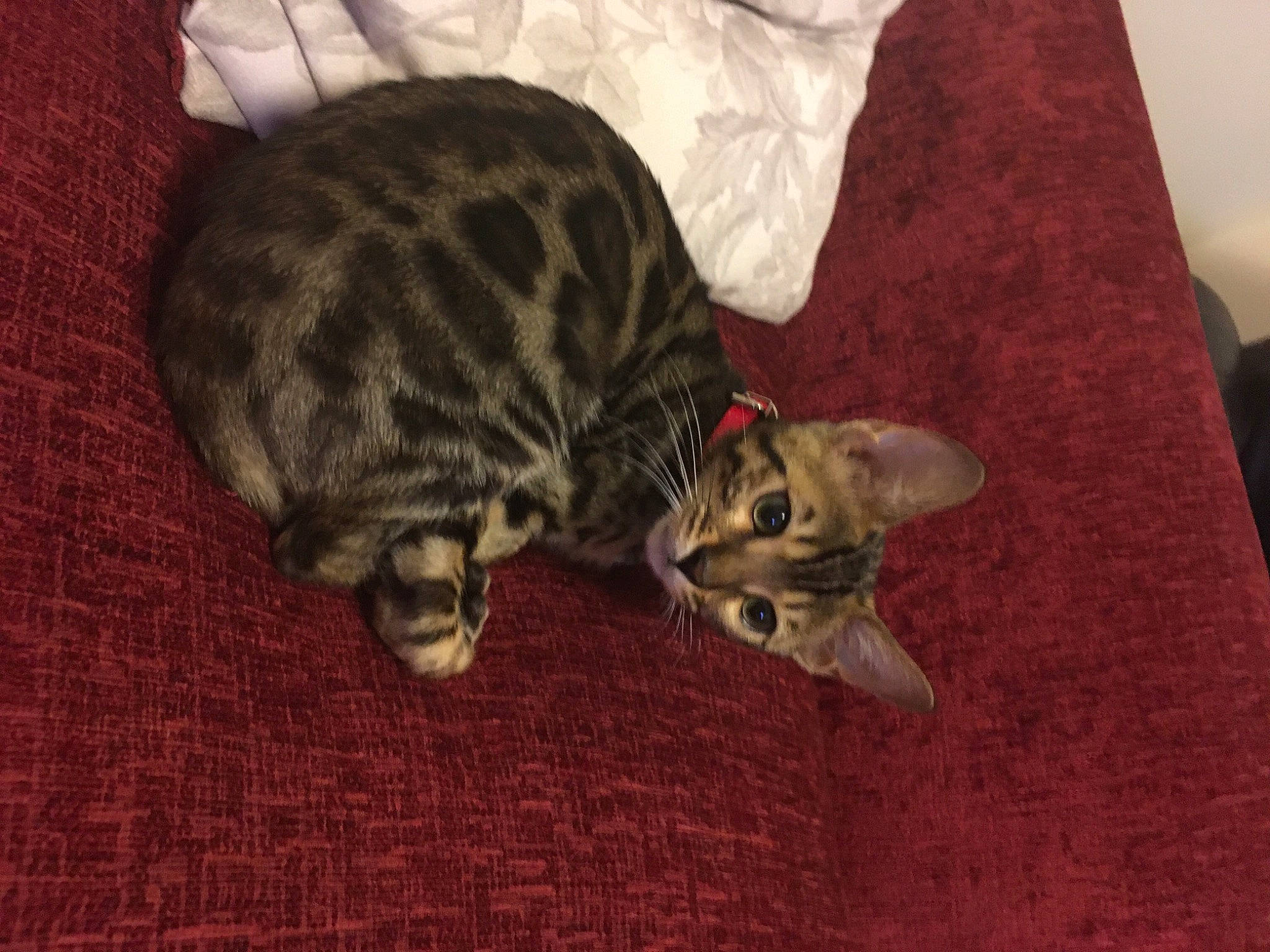 Freddy joined the competition — help win amazing prizes! carnivore, cat, claw, comfort, domestic_short_haired_cat, felidae, fur, nap, paw, sleep, small_to_medium_sized_cats, tail, terrestrial_animal, whiskers, wildlife, wood