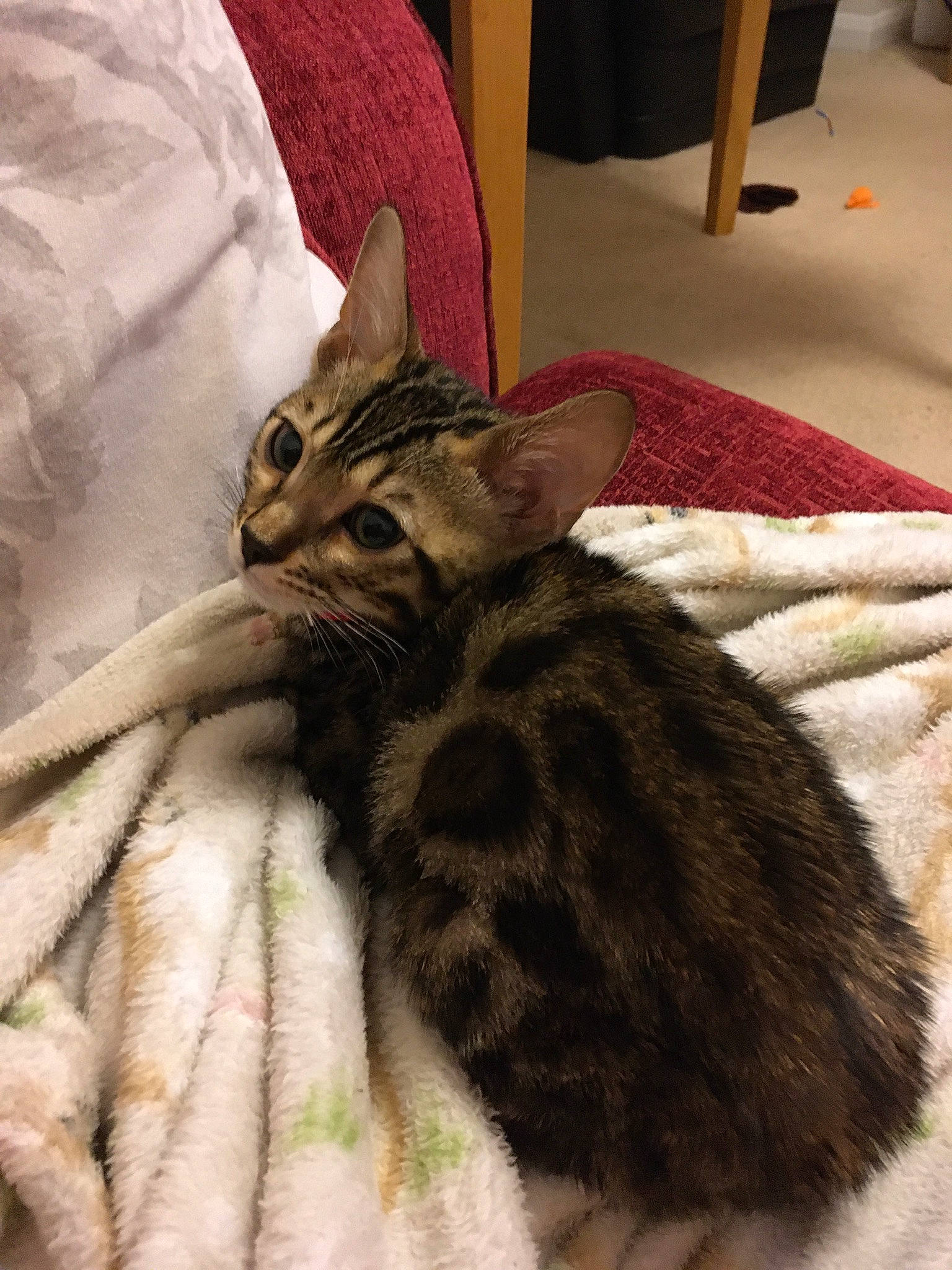 Freddy is registered to the contest to win money with this photo: bed, carnivore, cat, claw, comfort, domestic_short_haired_cat, felidae, flooring, fur, hardwood, linens, nap, paw, small_to_medium_sized_cats, snout, tail, terrestrial_animal, whiskers