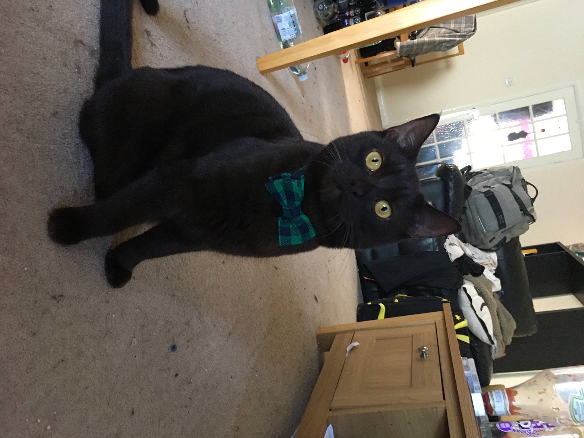 Chester joined the competition — help win amazing prizes! bag, bombay, box, carnivore, cat, dog_breed, domestic_short_haired_cat, felidae, flooring, fur, luggage_and_bags, machine, personal_protective_equipment, room, shipping_box, small_to_medium_sized_cats, sporting_group, tail, whiskers