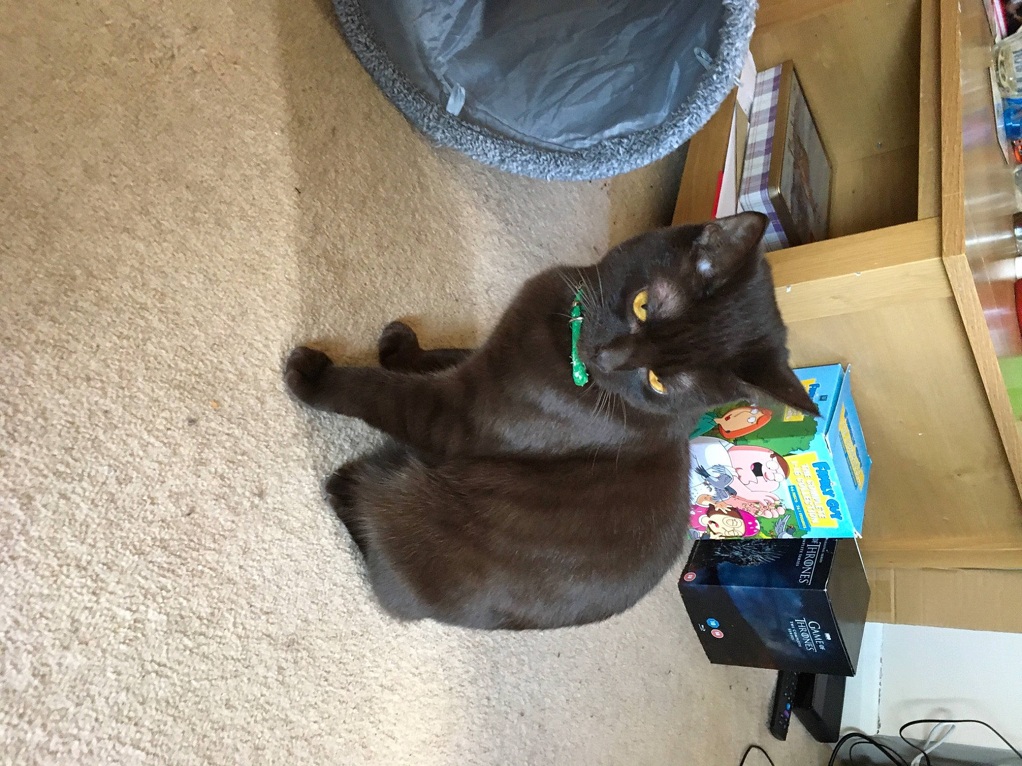 Chester joined the competition — help win amazing prizes! bag, black_cat, box, cardboard, carnivore, cat, comfort, domestic_short_haired_cat, felidae, flooring, fur, gadget, hardwood, luggage_and_bags, paper_product, pet_supply, shipping_box, small_to_medium_sized_cats, tail, whiskers