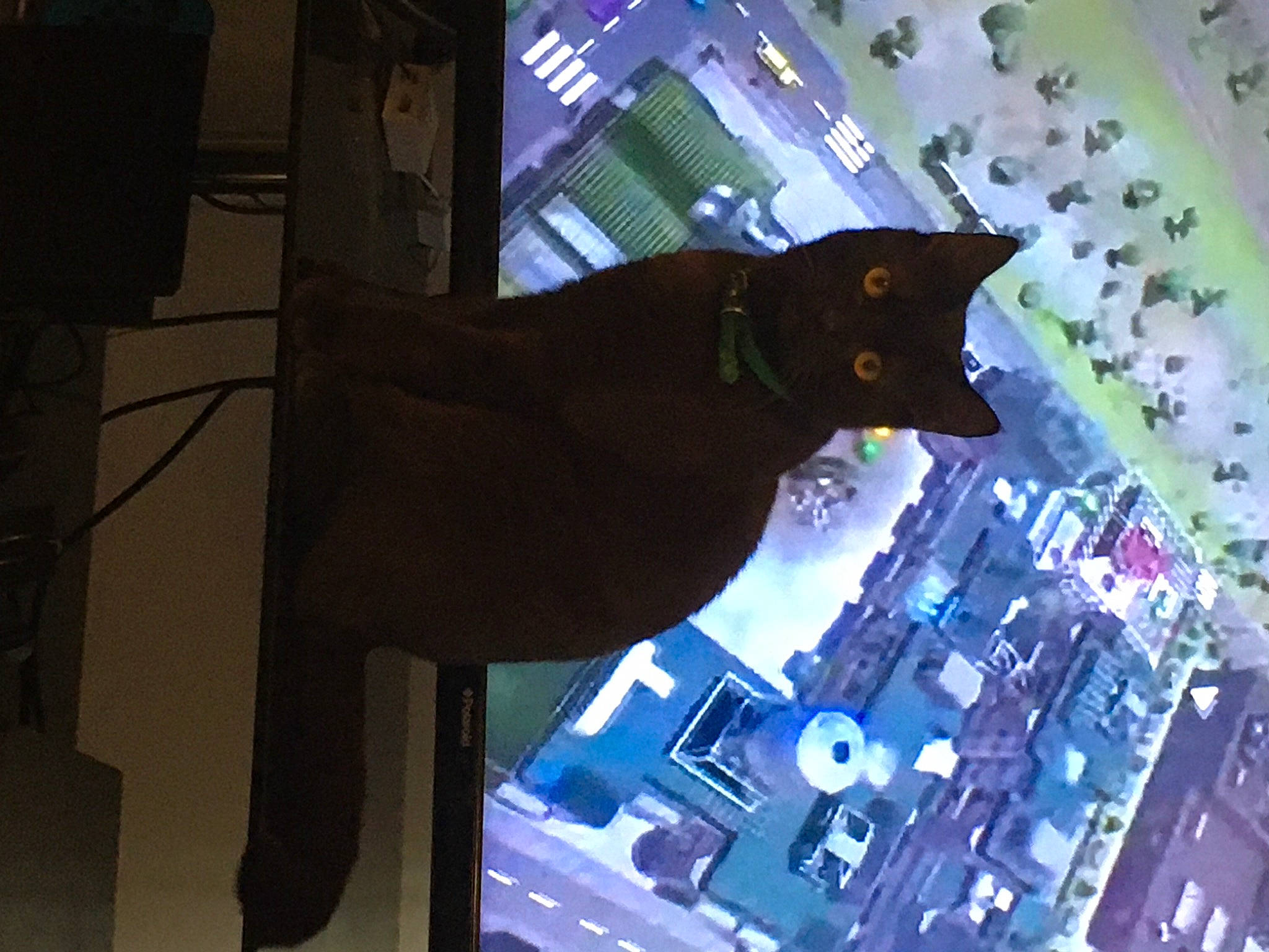 Chester joined the competition — help win amazing prizes! audio_equipment, automotive_lighting, carnivore, cat, darkness, display_device, electric_blue, entertainment, event, felidae, fun, glass, multimedia, night, purple, room, shadow, small_to_medium_sized_cats, space, whiskers