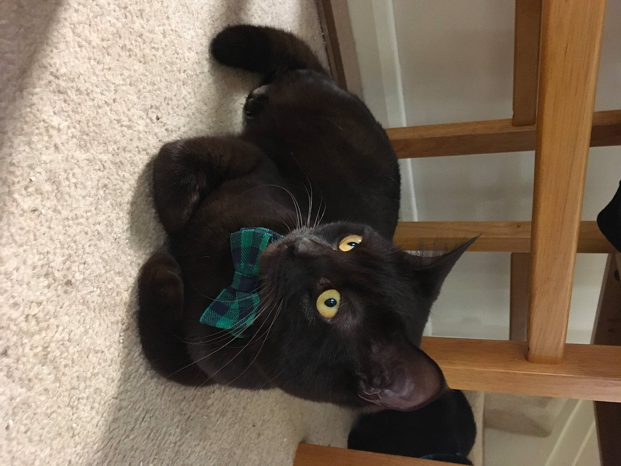 Chester is registered to the contest to win money with this photo: black_cat, bombay, carnivore, cat, claw, comfort, dog_breed, domestic_short_haired_cat, felidae, flooring, fur, hardwood, hat, plant, small_to_medium_sized_cats, snout, tail, terrestrial_animal, whiskers, wood