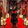 aisle, balloons, bow_tie, candles, celebration, decorations, doberman, dog, event, formal, gold_stanchions, indoor, luxury, pet_costume, portrait, red_carpet, rose_petals, spotlight, top_hat, velvet_ropes