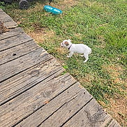 Little Neene is registered to the contest to win money with this photo: animal, backyard, brown_patch, collar, curious, daylight, dog, grass, grass_patch, grill, nature, outdoor, pet, plastic_dish, playful, puppy, small_animal, wood, wooden_deck, young_dog