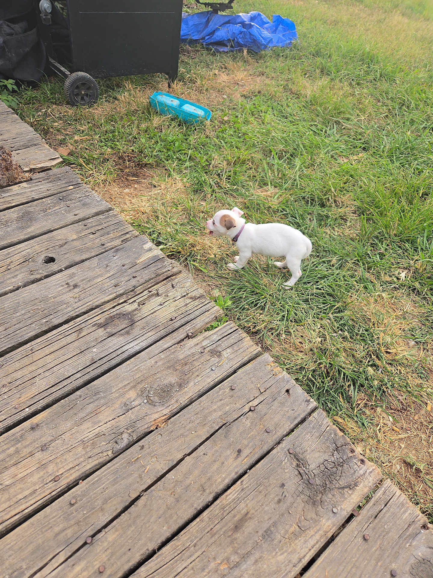 Little Neene