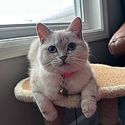 Daisy is registered to the contest to win money with this photo: animal, bell, blue_eyes, cat, cat_tree, closeup, collar, curious, cute, domestic_animal, feline, fur, indoor, paws, pet, portrait, relaxed, whiskers, white_cat, window