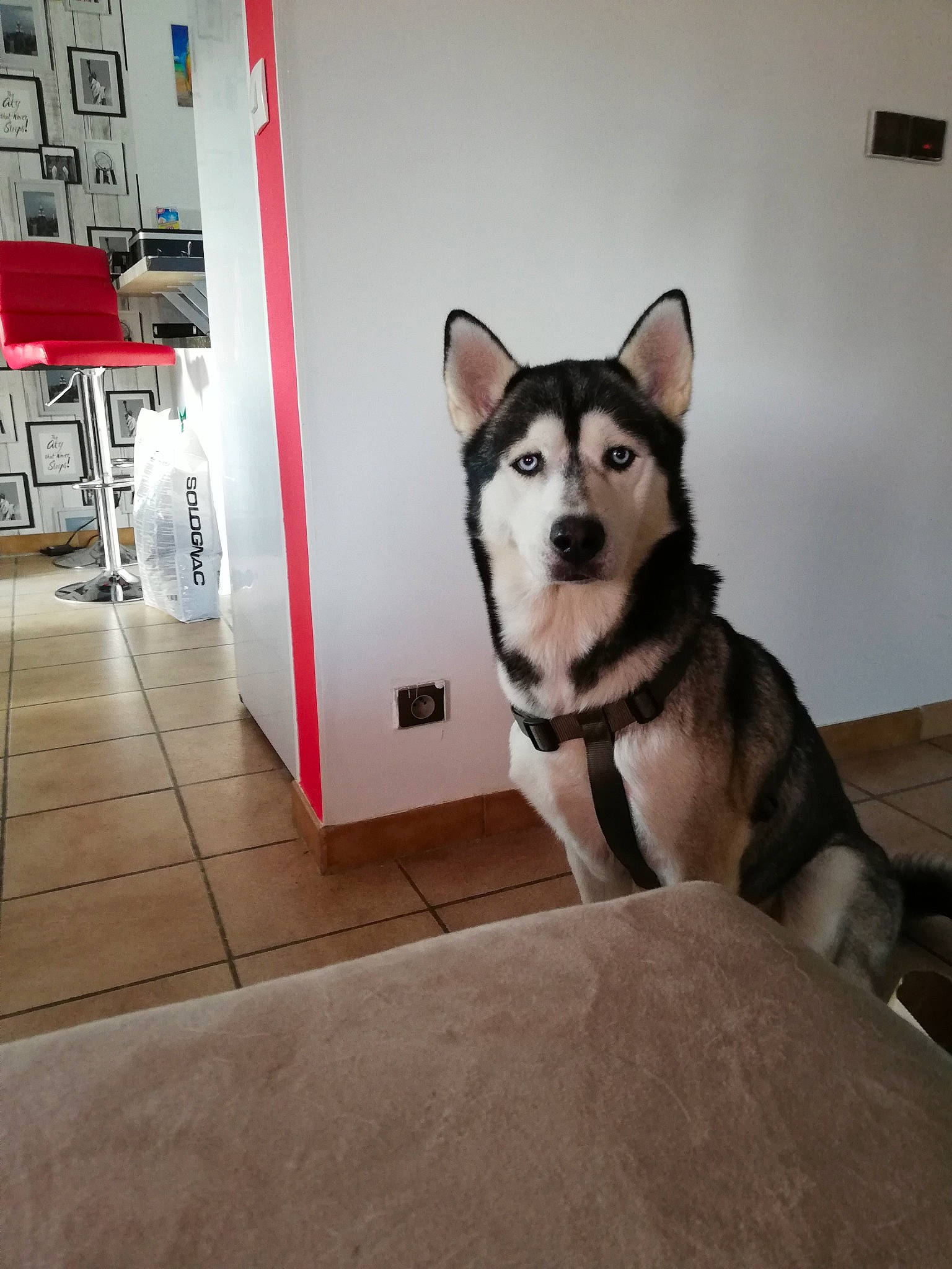 Eiko a rejoint le concours — aidez-le/la à gagner de superbes lots ! canidae, canis, carnivore, companion_dog, dog, dog_breed, door, floor, flooring, fur, grey, house, siberian_husky, sled_dog, snout, sporting_group, tail, whiskers, wood, working_animal