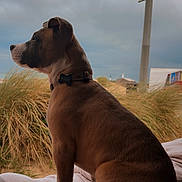 Wolky participe au concours pour gagner de l'argent avec cette photo : dog, pet, collar, toy, pink_toy, blanket, grass, outdoor, cloudy_sky, side_view, brown_dog, relaxed, animal, nature, fence_post, quiet, calm, looking_away, domestic_animal, resting