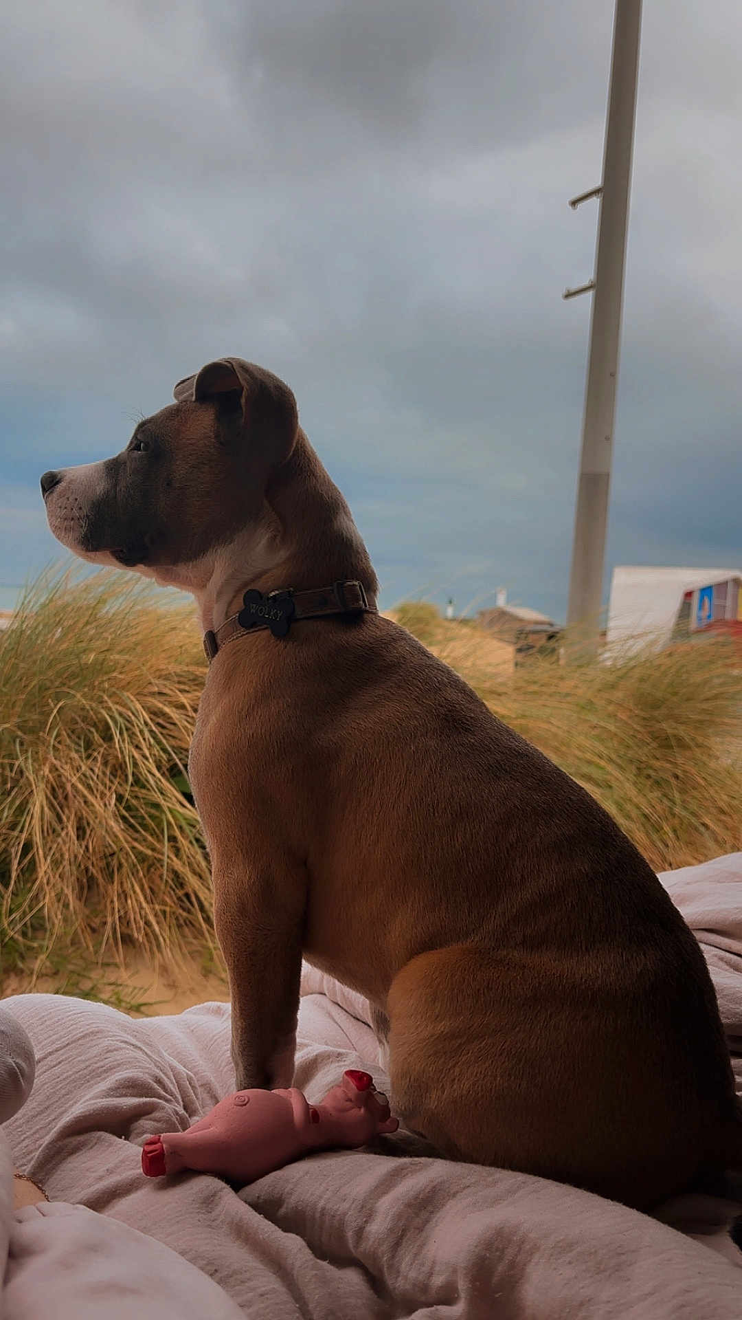 Wolky participe au concours pour gagner de l'argent avec cette photo : dog, pet, collar, toy, pink_toy, blanket, grass, outdoor, cloudy_sky, side_view, brown_dog, relaxed, animal, nature, fence_post, quiet, calm, looking_away, domestic_animal, resting