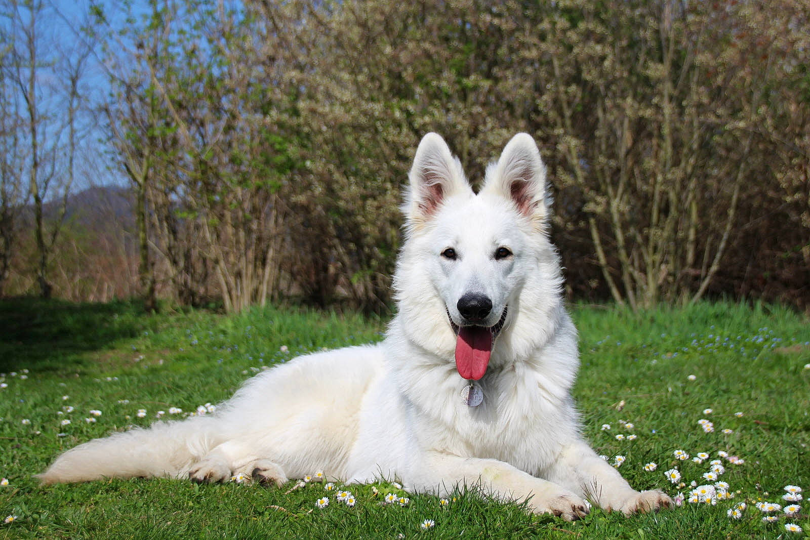 Floppy participe au concours pour gagner de l'argent avec cette photo : ancient_dog_breeds, canidae, carnivore, collar, companion_dog, dog, dog_breed, dog_supply, grass, grassland, herding_dog, non_sporting_group, plant, recreation, sky, sporting_group, tail, tree, working_dog
