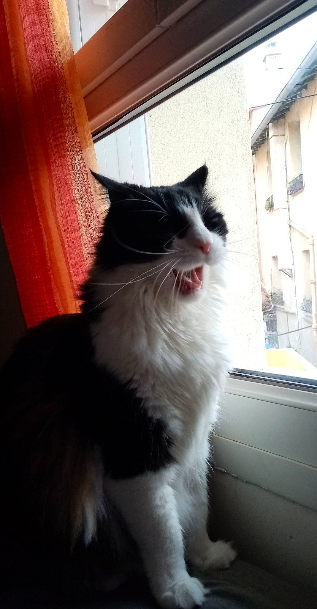 Titi participe au concours pour gagner de l'argent avec cette photo : carnivore, cat, claw, curtain, domestic_short_haired_cat, fang, felidae, fixture, flooring, formal_wear, fur, paw, sitting, small_to_medium_sized_cats, snout, tail, terrestrial_animal, whiskers, window