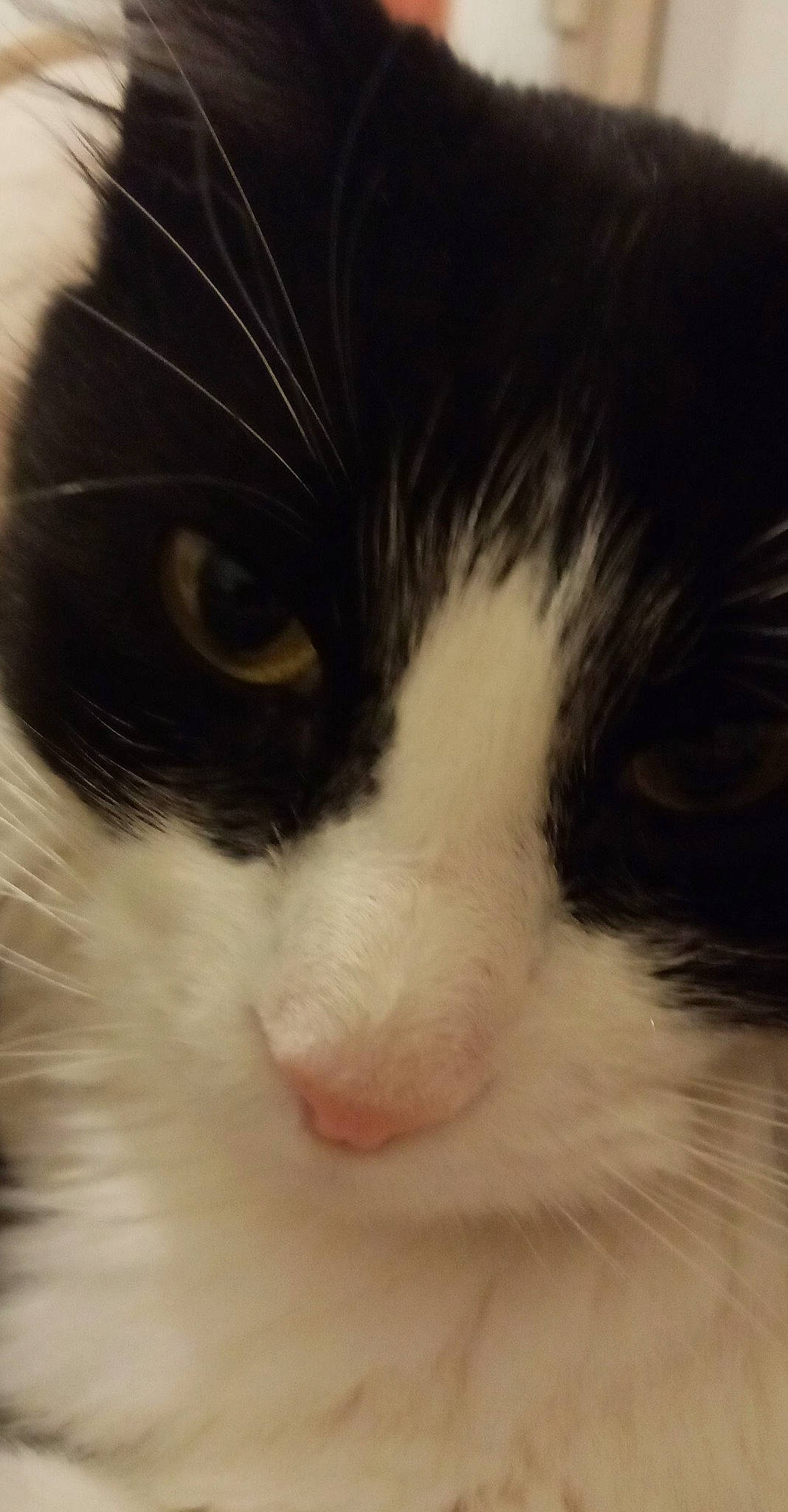 Titi participe au concours pour gagner de l'argent avec cette photo : carnivore, cat, comfort, domestic_short_haired_cat, eye, felidae, fur, small_to_medium_sized_cats, snout, whiskers