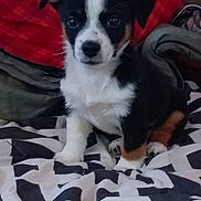 Poe is registered to the contest to win money with this photo: animal, bed, black_and_white, blanket, brown, cozy, cushion, cute, dog, front_view, fur, indoor, looking, patterned, pet, puppy, red_blanket, sitting, small, young