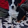 animal, bed, black_and_white, blanket, brown, cozy, cushion, cute, dog, front_view, fur, indoor, looking, patterned, pet, puppy, red_blanket, sitting, small, young