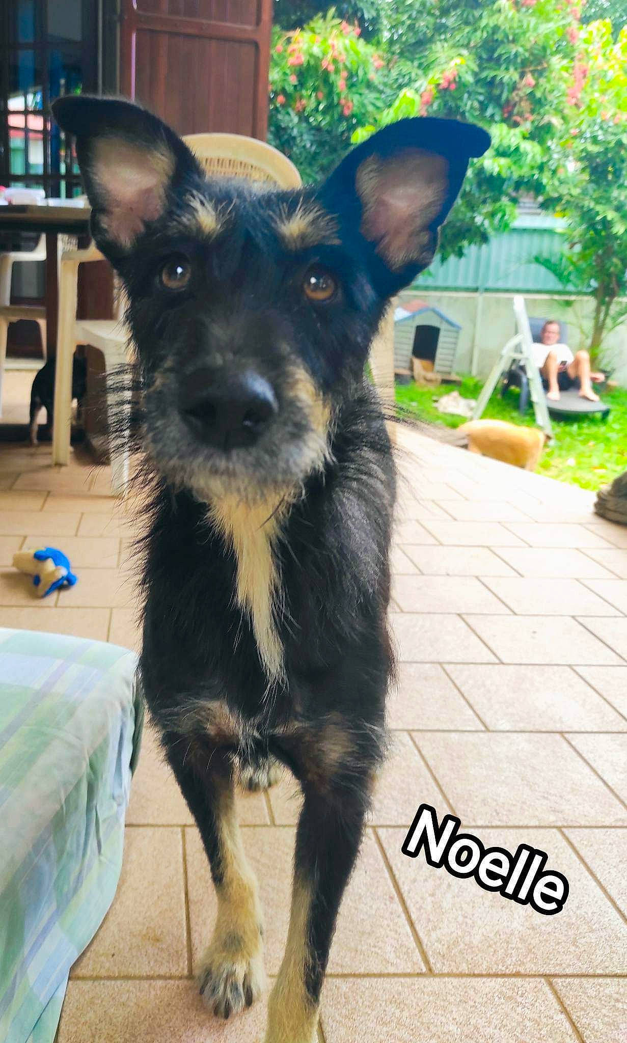 Noelle Run participe au concours pour gagner de l'argent avec cette photo : bookcase, canidae, carnivore, companion_dog, dog, dog_breed, ear, electric_blue, fur, paw, plant, puppy, shelf, sporting_group, terrestrial_animal, toy_dog, tree, whiskers, working_animal, working_dog