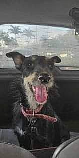 Noelle Run a rejoint le concours — aidez-le/la à gagner de superbes lots ! canidae, carnivore, collar, companion_dog, dog, dog_breed, dog_collar, dog_supply, fang, fur, non_sporting_group, paw, snout, sporting_group, terrestrial_animal, terrier, whiskers, windshield, working_animal, working_dog