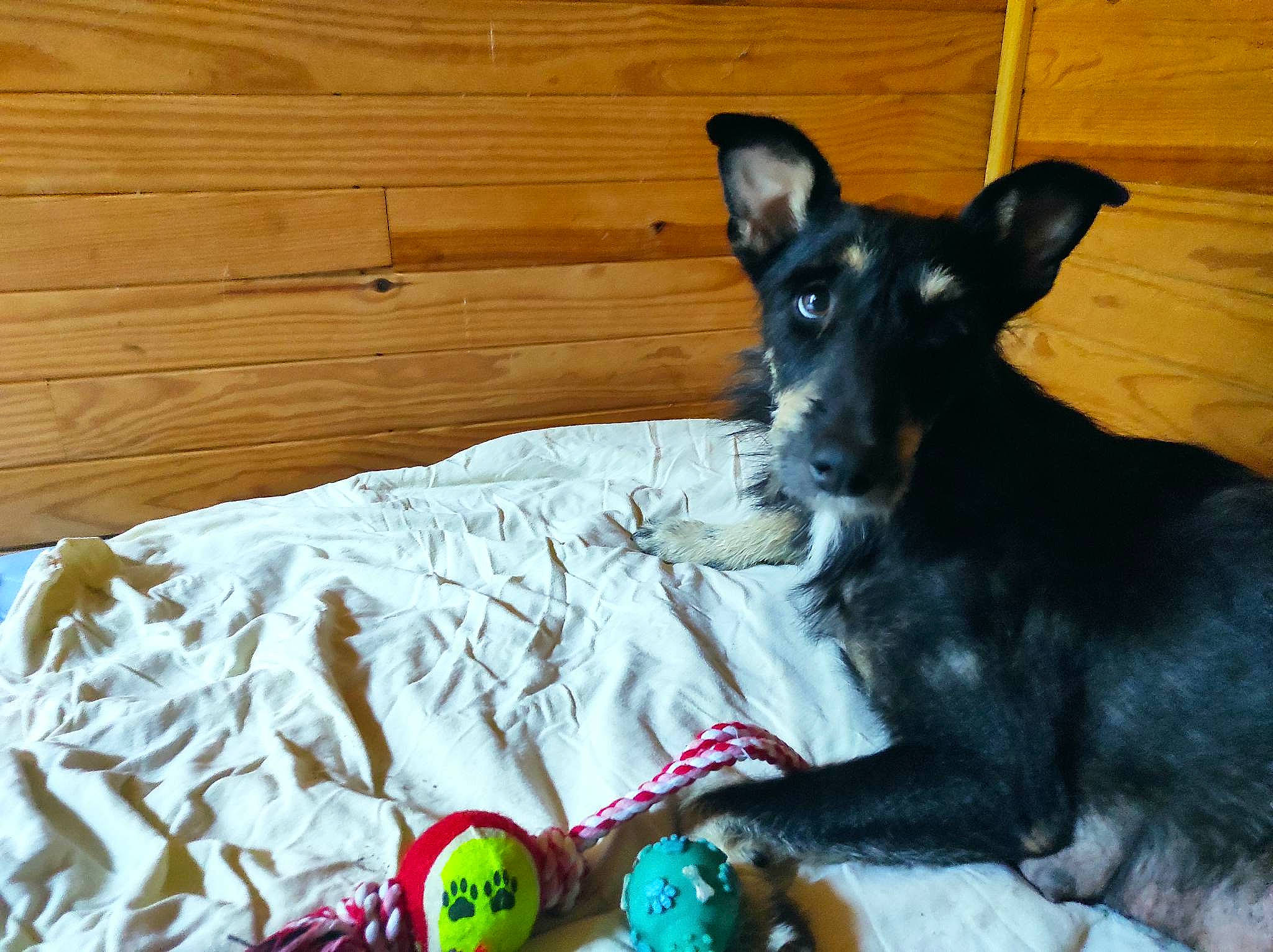 Noelle Run participe au concours pour gagner de l'argent avec cette photo : canidae, carnivore, comfort, companion_dog, dog, dog_breed, dog_supply, fawn, guard_dog, hardwood, linens, mammal, paw, stuffed_toy, toy, toy_dog, vertebrate, whiskers, wood, working_animal